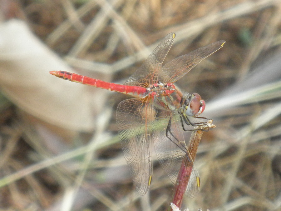 Sympetrum fonscolombii male maturo?